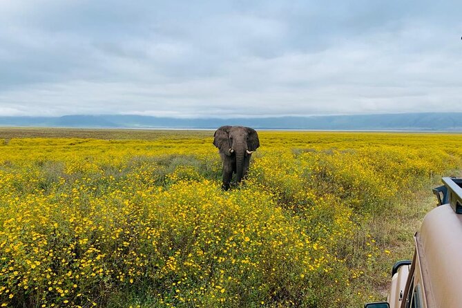 04 Days Tarangire, Serengeti and Ngorongoro crater group (Camping - Camping, meals, and the level of comfort