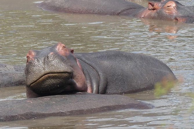 #1 Best Tanzania Safari Tarangire Day tour Adventure - Morning game drive along the Tarangire River
