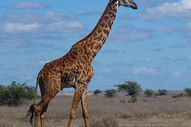 #1 Best Tanzania Safari Tarangire Day tour Adventure - The afternoon drive and the return journey