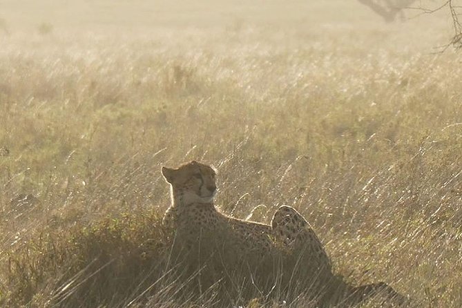 #1 Best Tanzania Safari Tarangire Day tour Adventure - What the $200 price really buys you