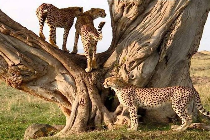 #1 Best Tanzania Safari Tarangire Day tour Adventure - Who will enjoy this safari most