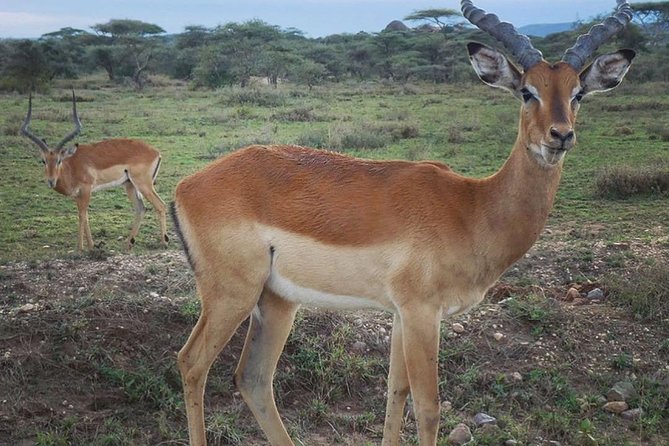 #1 Best Tanzania Safari Tarangire Day tour Adventure - The early pickup from Moshi