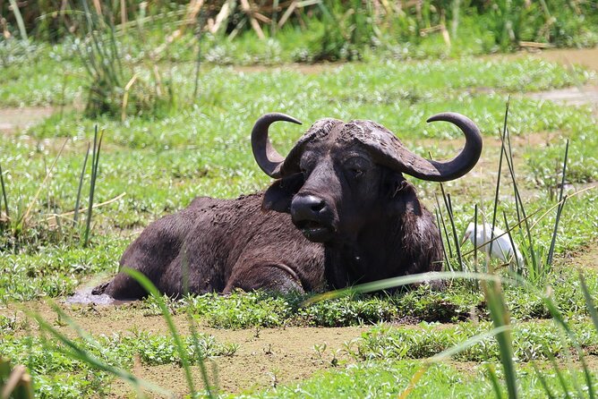 1 Day: Arusha National Park - Giraffe Country and the First Game Drive