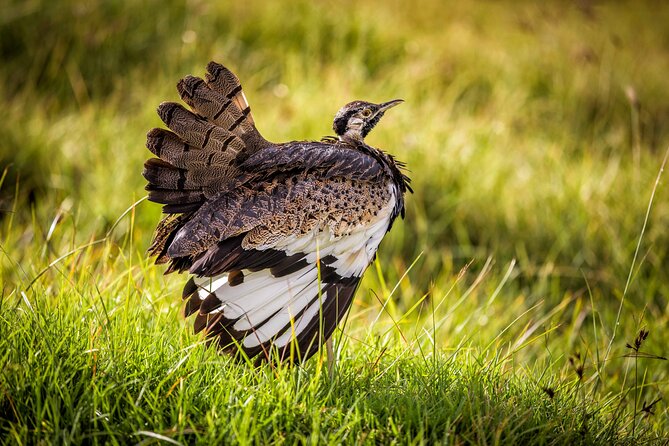 1 Day: Arusha National Park - Ngurdoto Crater and the Rainforest