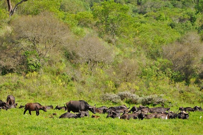 1 Day: Arusha National Park - Picnic Lunch Included in the Seven-Hour Schedule