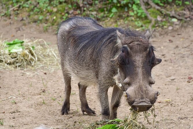 1 Day: Arusha National Park - Who Will Enjoy This Safari Most