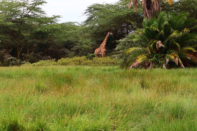 1 Day Arusha national park (Game drive and walking safari). - Guides, private service, and organization