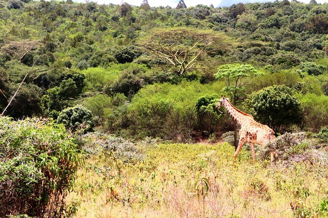 1 Day Arusha national park (Game drive and walking safari). - Starting at 8:00 and meeting the guide