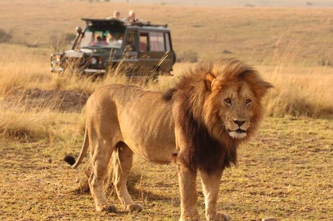 1-Day Fly in Shared Safari to Mikumi National Park from Zanzibar - Key points at a glance