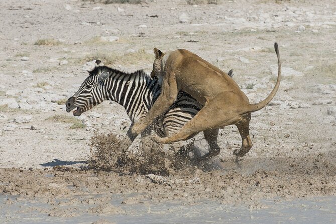 1-Day Fly in Shared Safari to Mikumi National Park from Zanzibar - Entering Mikumi National Park