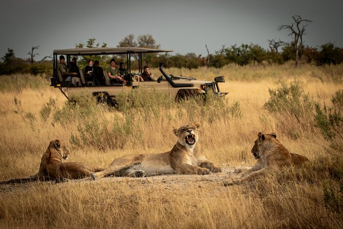 1-Day Fly in Shared Safari to Mikumi National Park from Zanzibar - A shared jeep for up to six people