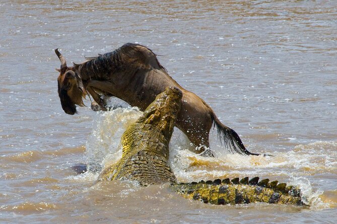 1-Day Fly in Shared Safari to Mikumi National Park from Zanzibar - The guides can shape the whole day
