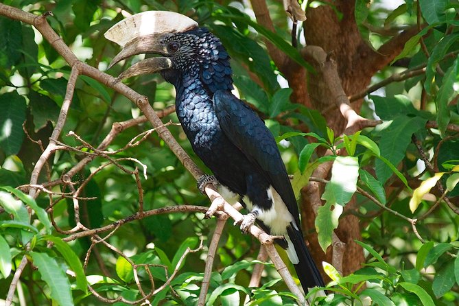 1 Day Joined Group Safari in Ngorongoro Crater National Park - Lake Makat and the birdlife