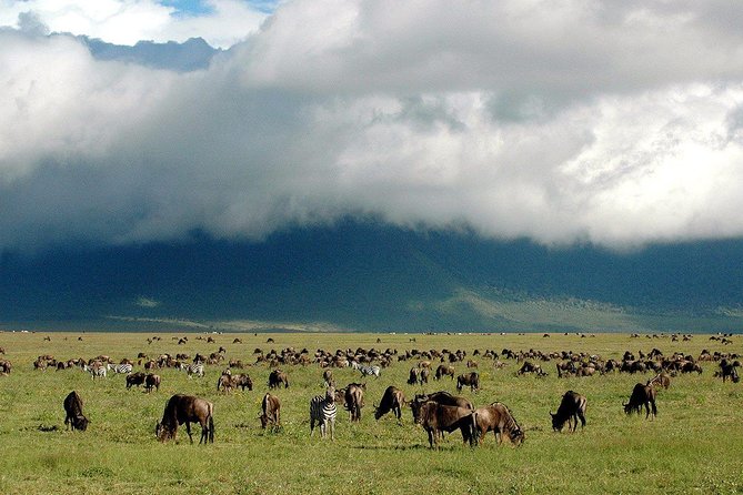 1 Day Joined Group Safari in Ngorongoro Crater National Park - What the $317.95 price really covers
