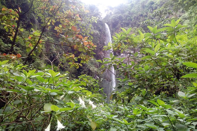 1 Day Kilimanjaro forest (mambori waterfalls). - Walking into Kilimanjaro forest