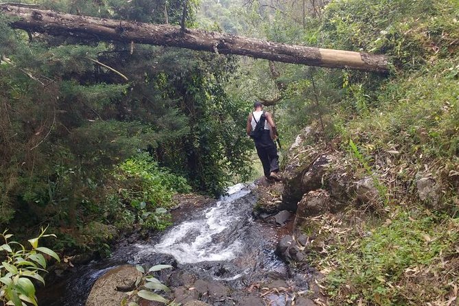 1 Day Kilimanjaro forest (mambori waterfalls). - Coffee plantations and the story of Chief Meli