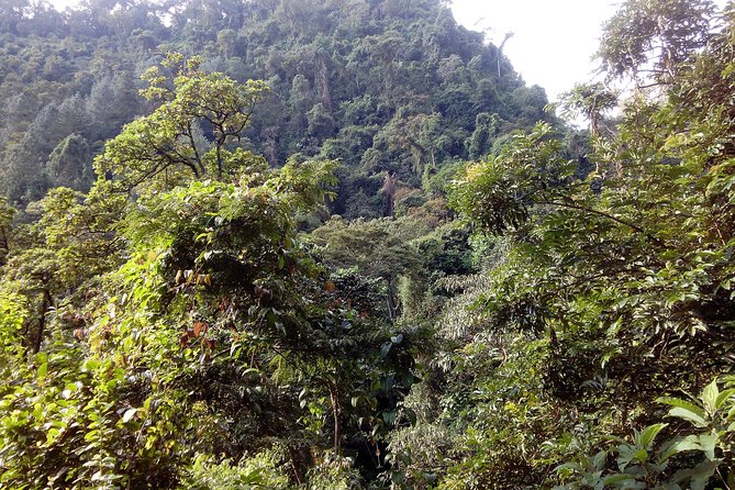 1 Day Kilimanjaro forest (mambori waterfalls). - Reaching the 80-meter cascade