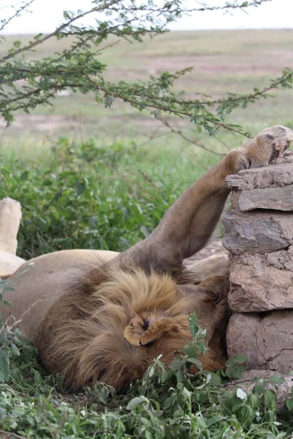 1 Day Ngorongoro Crater Group joining safari - Key points to know before booking