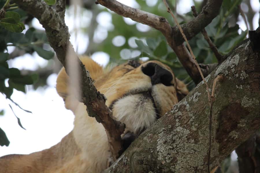 1 Day Ngorongoro Crater Group joining safari - Why Ngorongoro Crater makes a strong one-day safari