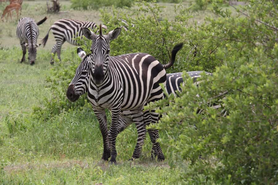 1 Day Ngorongoro Crater Group joining safari - The crater rim view is short but worth the stop