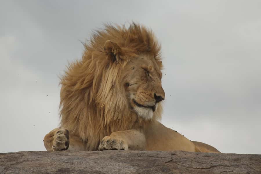 1 Day Ngorongoro Crater Group joining safari - Six hours on the crater floor
