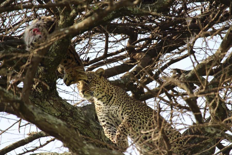 1 Day Ngorongoro Crater Group joining safari - The $315 price: fair value with an important condition