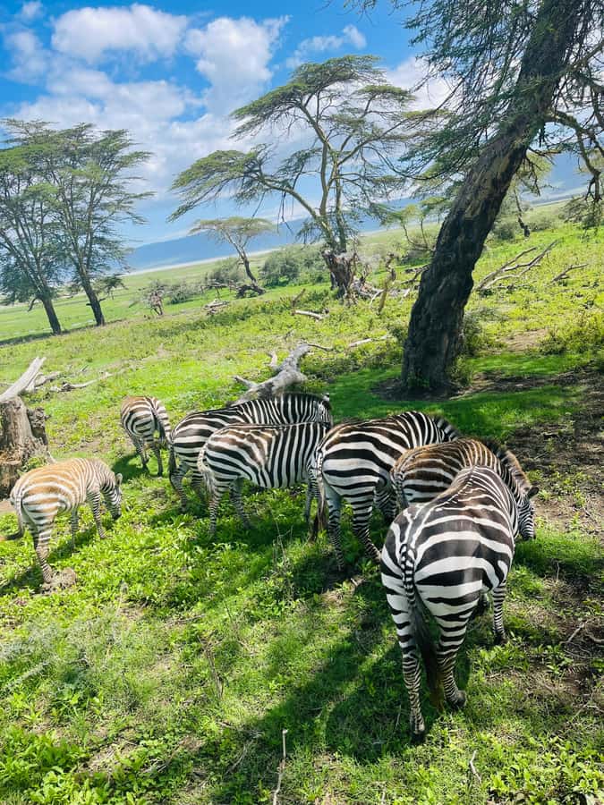 1 Day Ngorongoro Crater Group joining safari - Vehicle comfort and the return-road warning