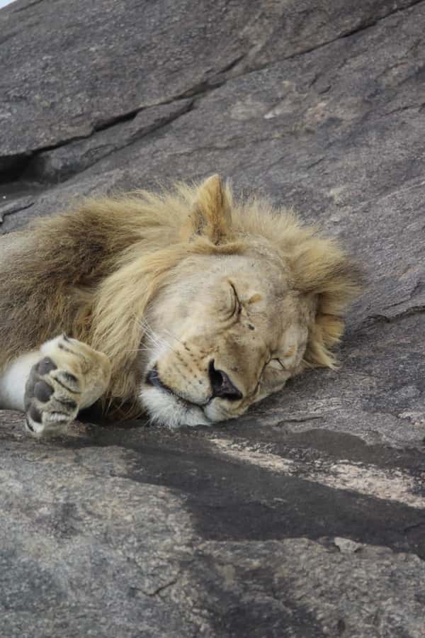 1 Day Ngorongoro Crater Group joining safari - Who will enjoy this safari most