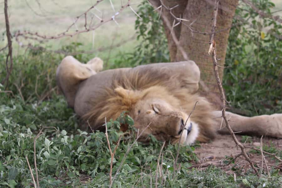 1 Day Ngorongoro Crater Group joining safari - The 5:00 a.m. pickup from Arusha