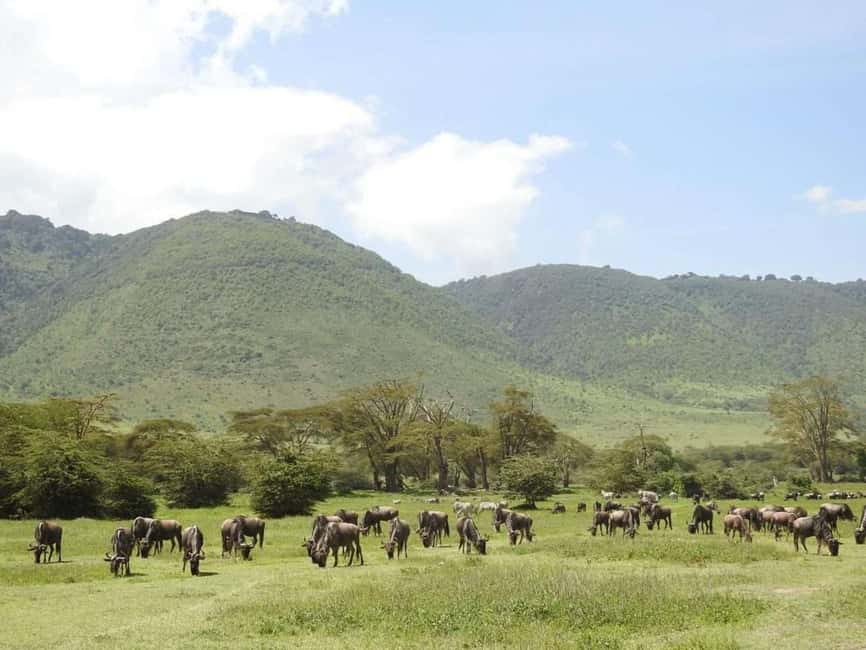 1-Day Ngorongoro Crater Special Big 5- Joining Group Safari - Key Points Before You Book