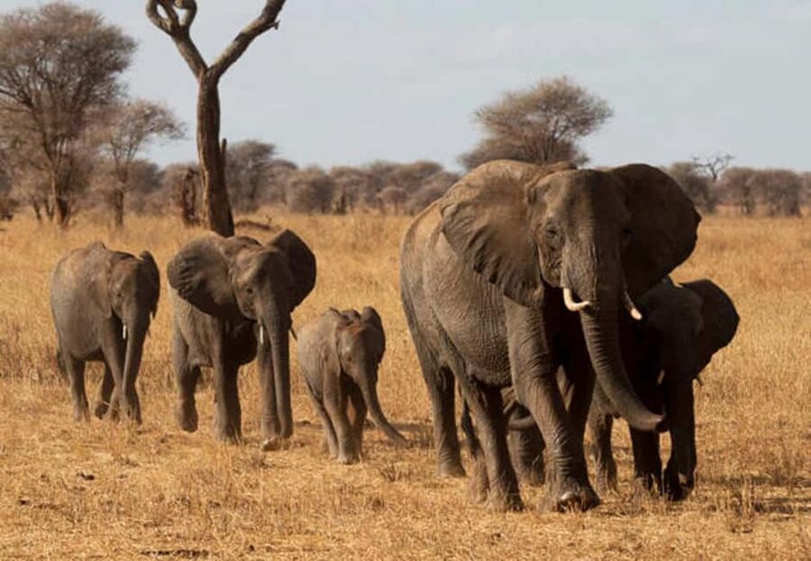 1-Day Ngorongoro Crater Special Big 5- Joining Group Safari - Why Ngorongoro Crater Works for a One-Day Safari