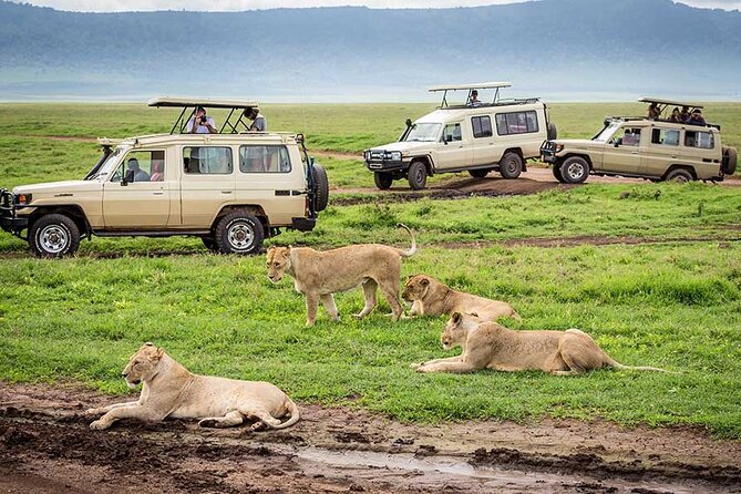 1 Day Private Ngorongoro Crater Safari - The Main Drawbacks to Weigh