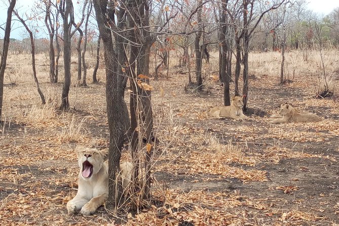 1 Day Safari to Mikumi National Park - Key points to know before booking
