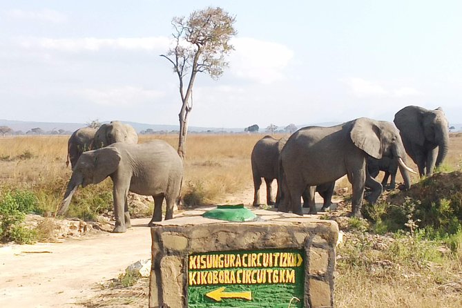 1 Day Safari to Mikumi National Park - Lunch, water, and the practical side of the safari