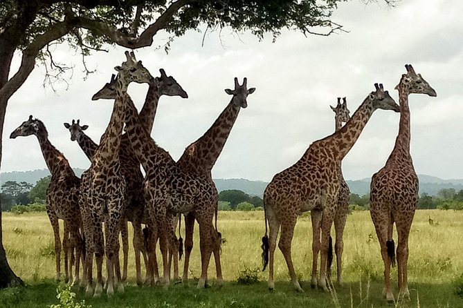 1 Day Safari to Mikumi National Park - The afternoon drive and the return to Dar es Salaam