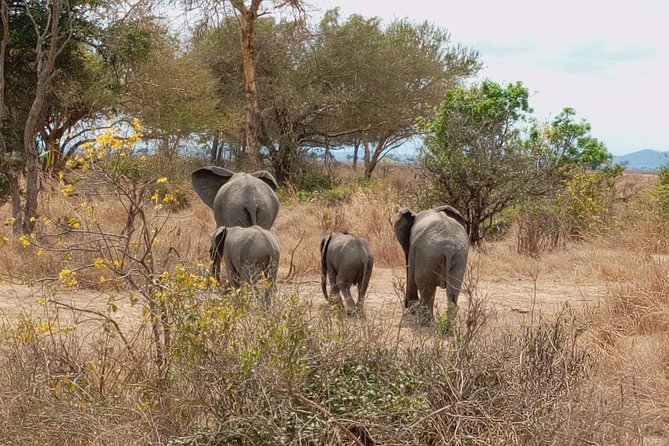 1 Day Safari to Mikumi National Park - What the $470 price includes