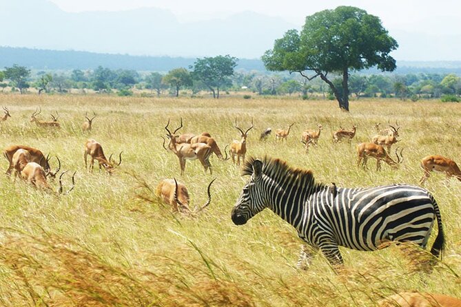 1 Day Safari to Mikumi National park from Zanzibar by flight - The 4:00 am start from Zanzibar City