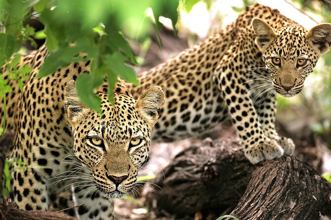 1 Day Safari to Mikumi National park from Zanzibar by flight - The open-roof 4x4 game drive