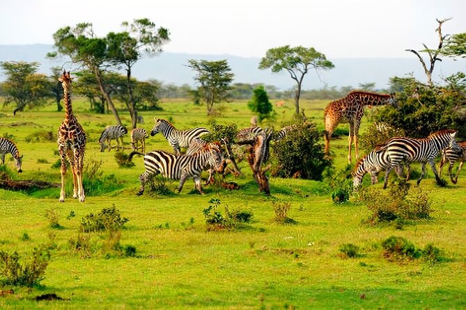 1 Day Safari to Mikumi National park from Zanzibar by flight - What you might see at Mikumi