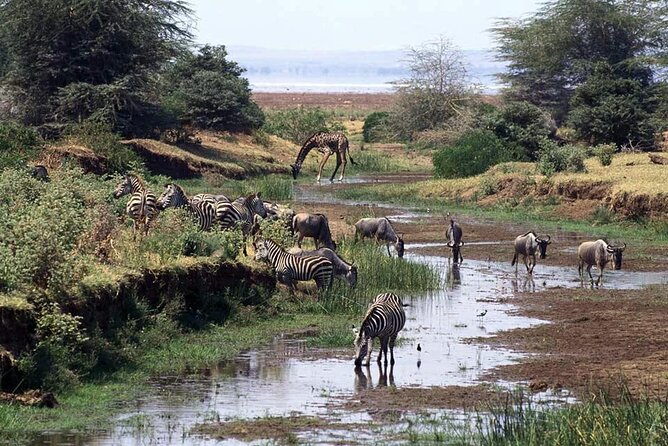 1 Day Safari to Mikumi National park from Zanzibar by flight - Lunch, water, and the value of convenience