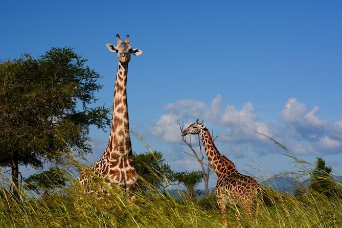 1 Day Safari to Mikumi National park from Zanzibar by flight - Who will enjoy this safari most