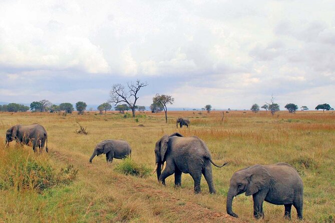 1 Day Safari to Mikumi National park from Zanzibar by flight - Flying toward Mikumi National Park