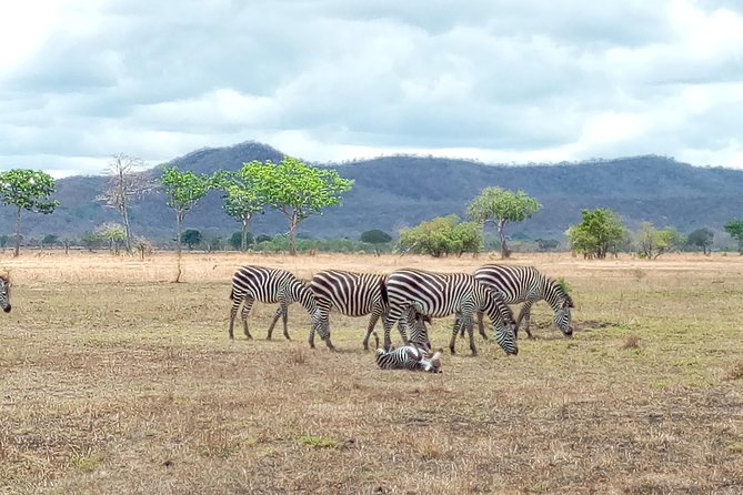1 Day Safari to Mikumi National Park - Entering Mikumi National Park after five hours on the road