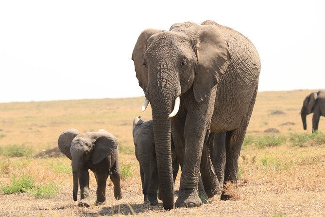 1-Day Safari-Trip to Tarangire National Park - Who will enjoy this Tarangire safari most?