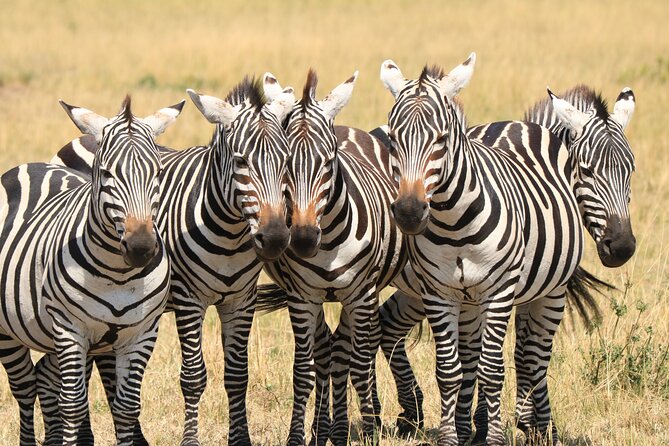1-Day Safari-Trip to Tarangire National Park - Four hours among Tarangire’s baobabs and elephants