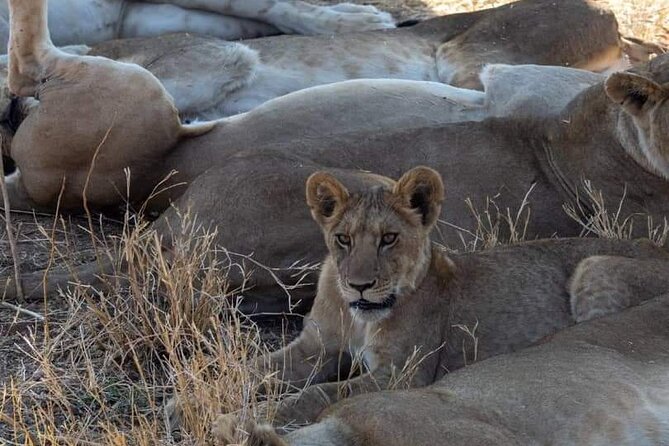 1. Day safaris to Mikumi by Train from dar es salaam - The evening game drive and return journey
