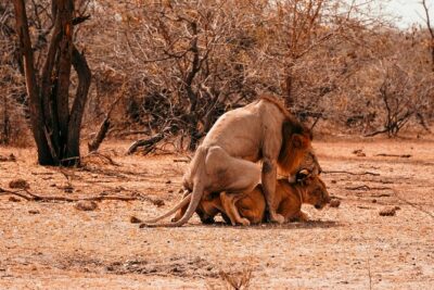 1-Day Selous (Nyerere National Park) Fly-In Safari from Zanzibar