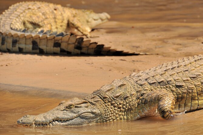 1-Day Selous (Nyerere National Park) Fly-In Safari from Zanzibar - What you might see on the game drive