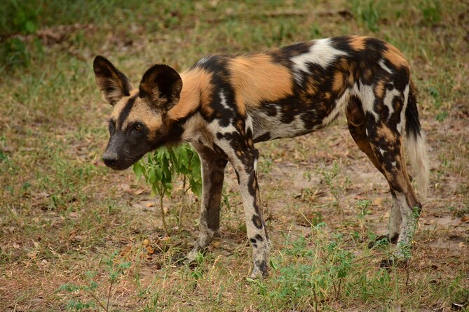 1-Day Selous (Nyerere National Park) Fly-In Safari from Zanzibar - A bush picnic beside the Rufiji River