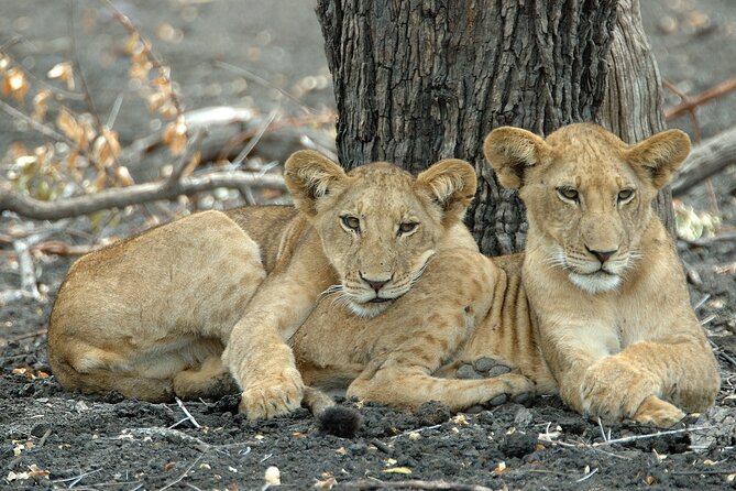 1-Day Selous (Nyerere National Park) Fly-In Safari from Zanzibar - The afternoon drive and sunset return